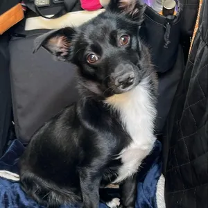 HACC-Stray-35085