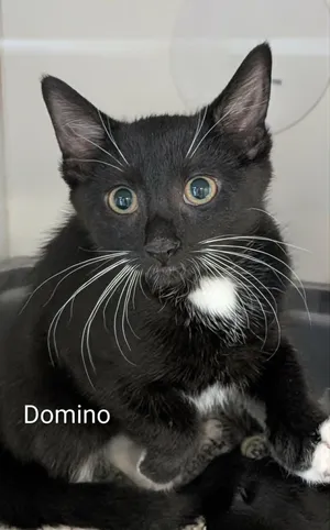 Domino