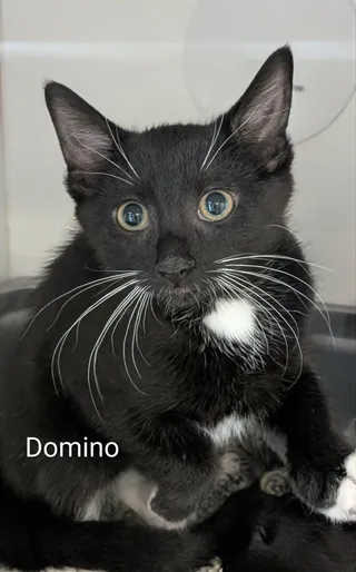 Domino