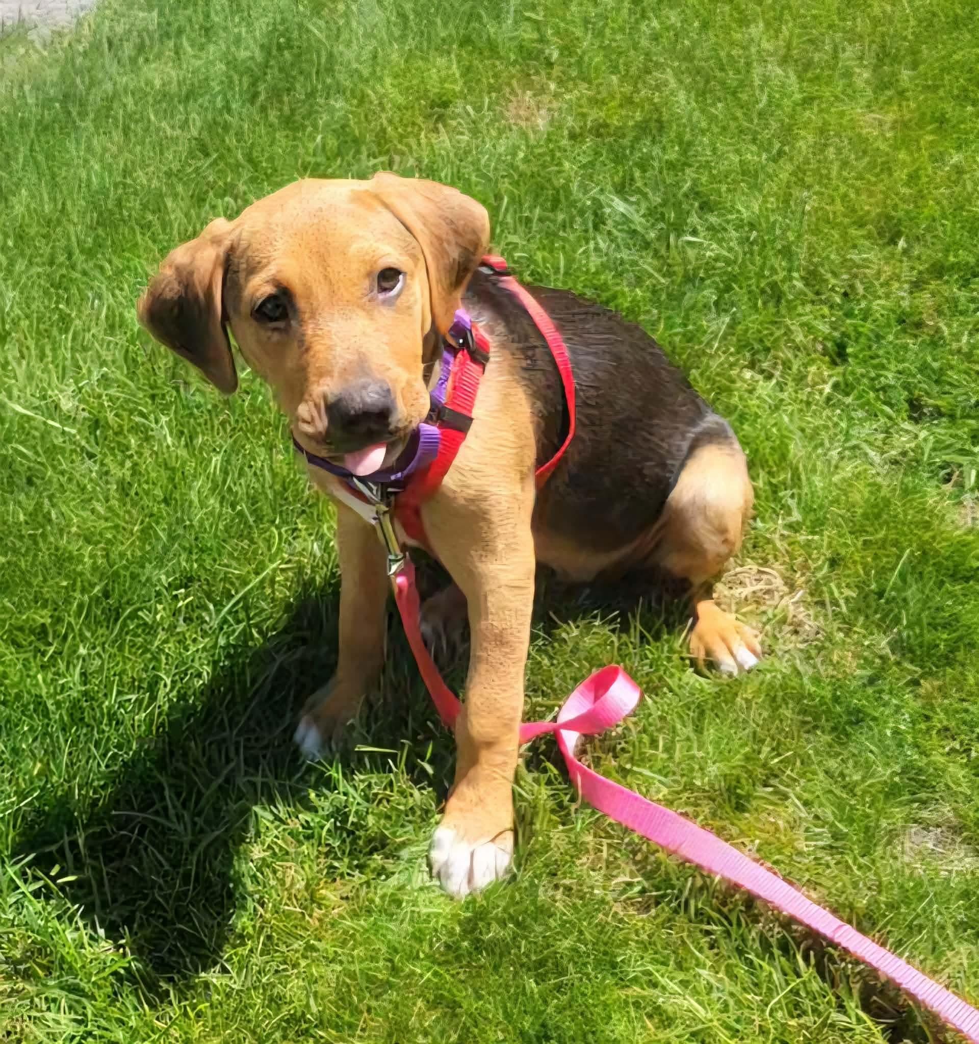 Cora