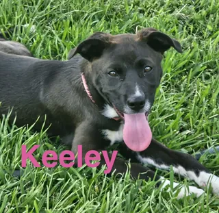 Keeley