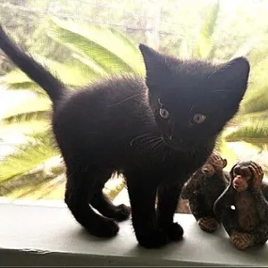 Shadow