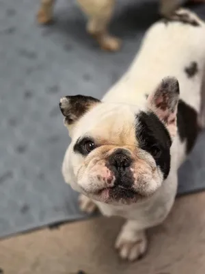 Elvis
