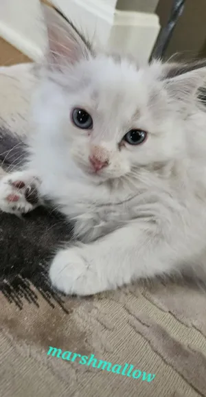 Marshmallow