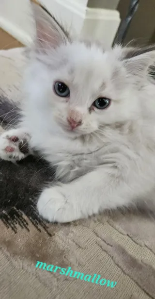 Marshmallow