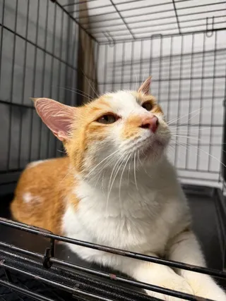 Gus Gus