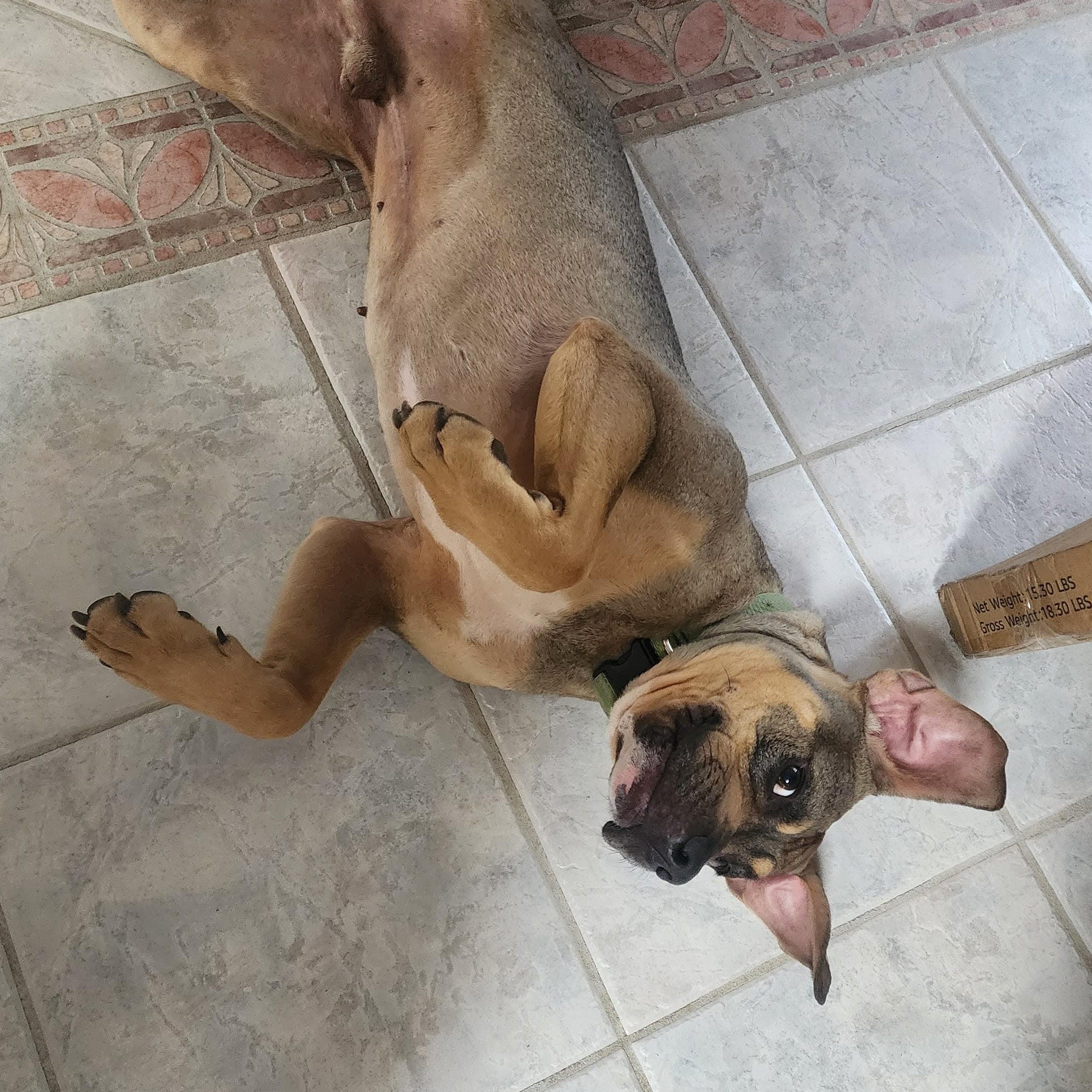 Charlie, big hearted boy- foster to adopt