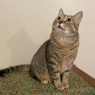 Ma'am