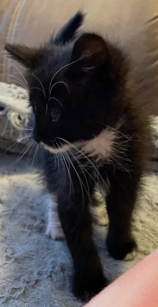 MJ