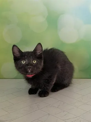 JIJI