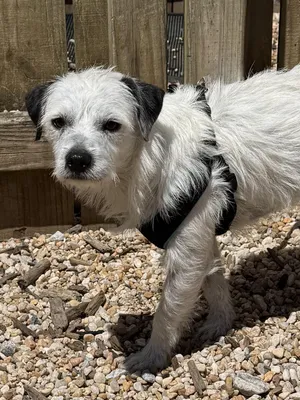 Pongo