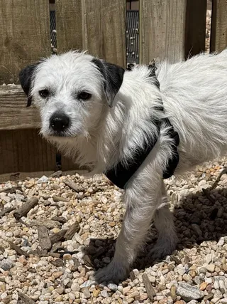 Pongo