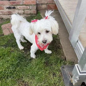 Daphne
