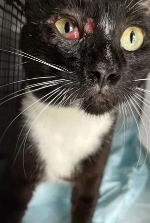 VICTOR