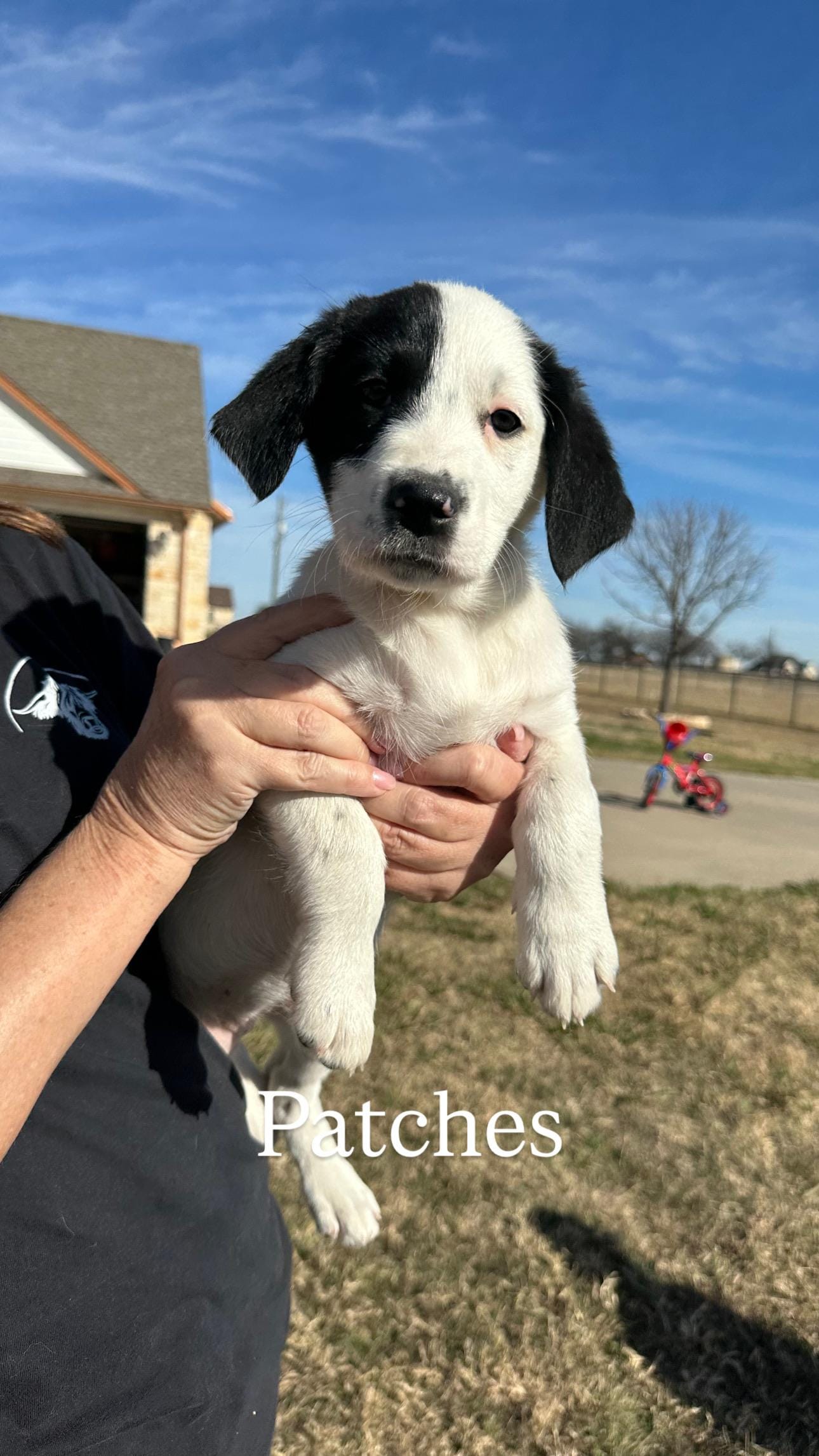 Adopt Patches Today - Pets TheCountyOffice