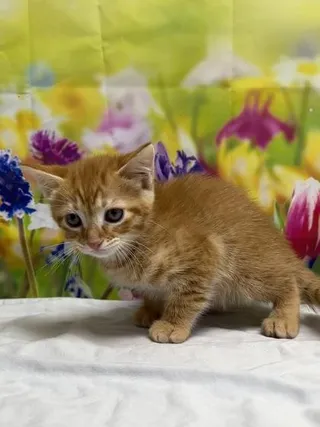 Dorothy