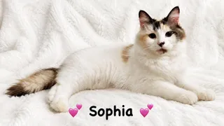 Sophia