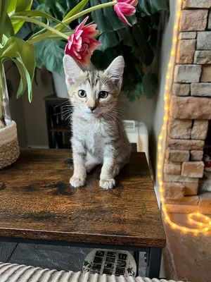 Ember - Earth Litter