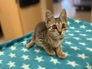 NOVA