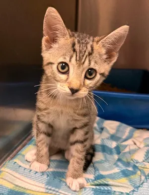 Sticky (Petsmart)