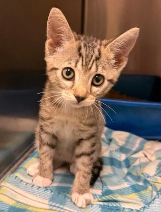 Sticky (Petsmart)