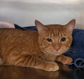 Garfield 2