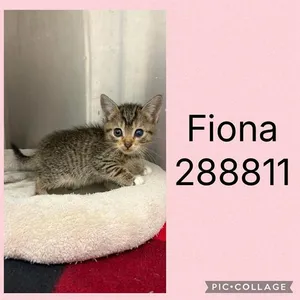 FIONA