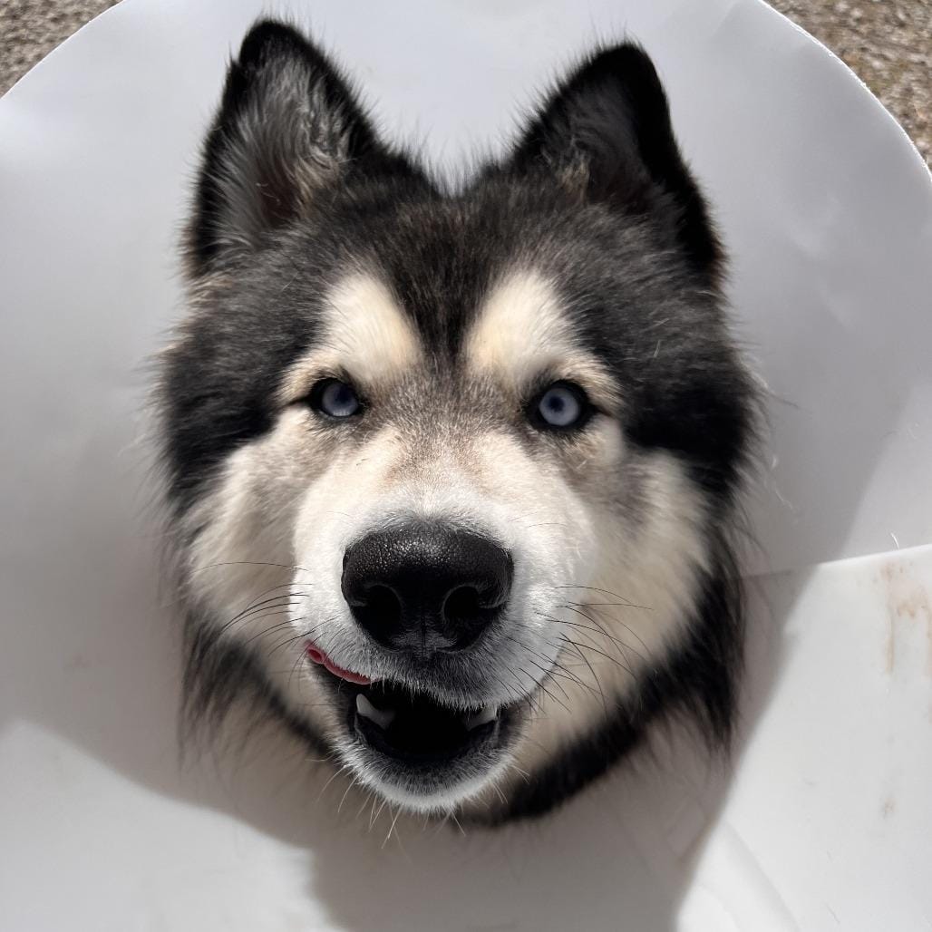 Tala