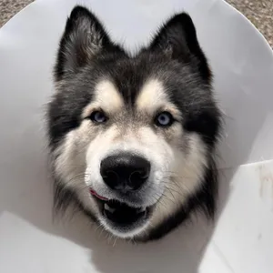 Tala