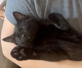 Frankie