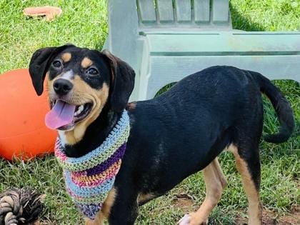 Bestie $125 Fostered