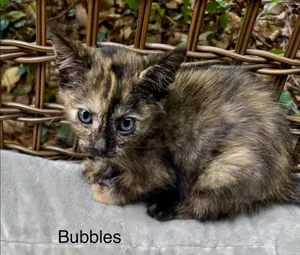 Bubbles