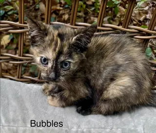 Bubbles