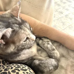 Kaia