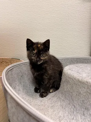 Athena