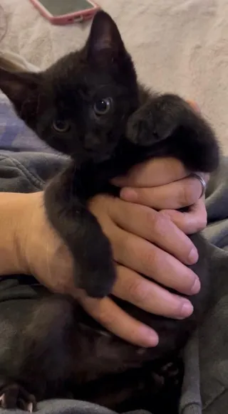Raven