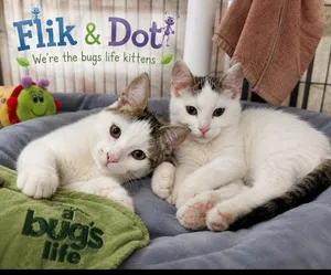 Flik