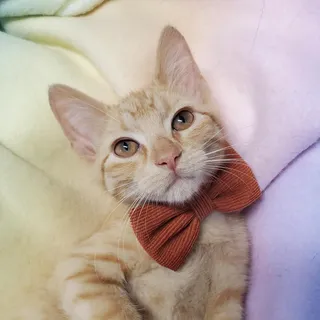 Furgus