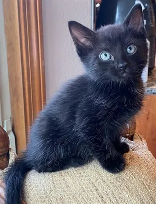 ONYX