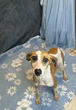 Deb