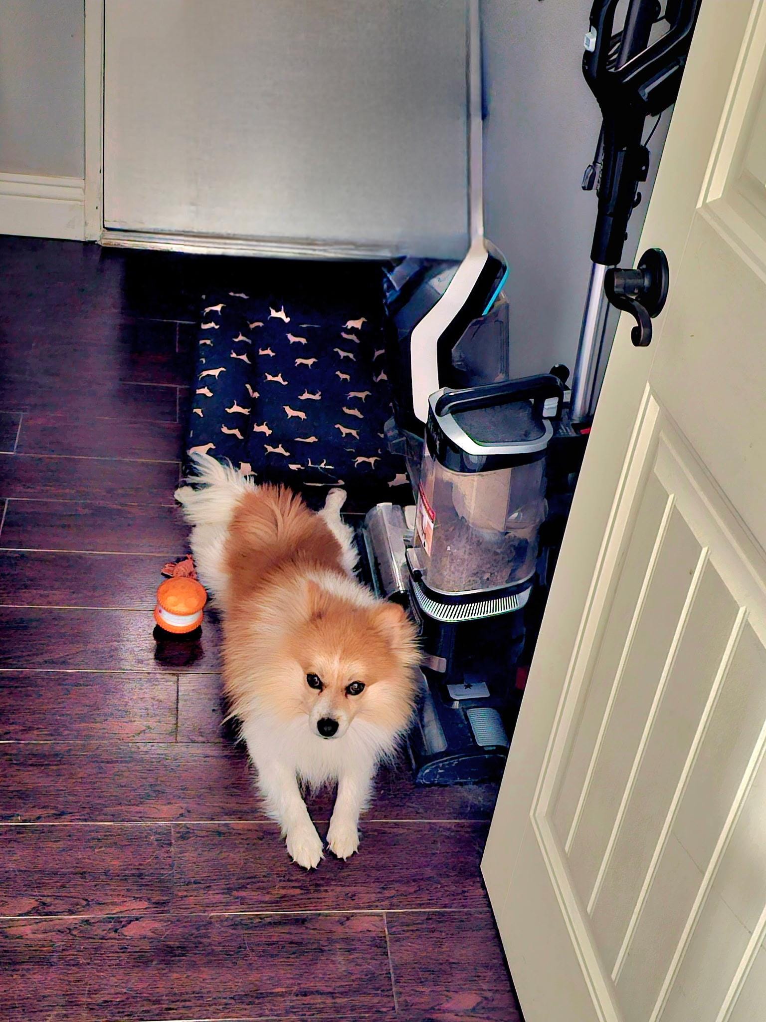 COBY-floofy red sable bff