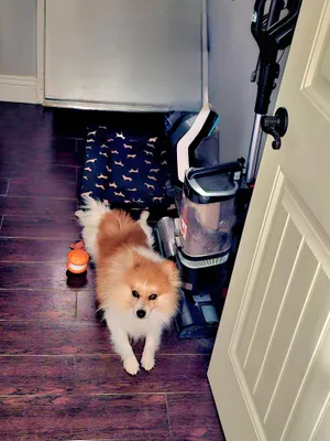 COBY-floofy red sable bff