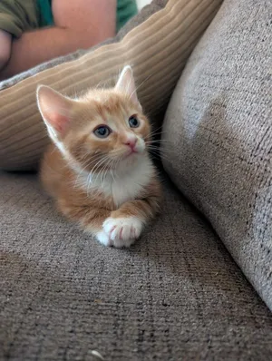 Floof