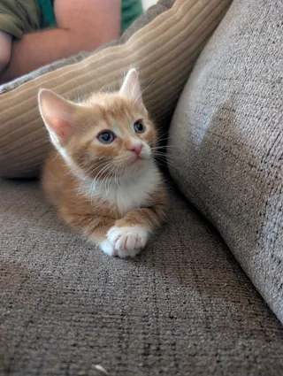 Floof