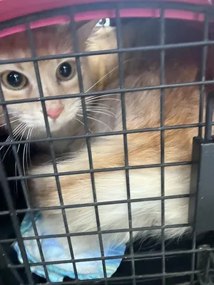 MOM CAT