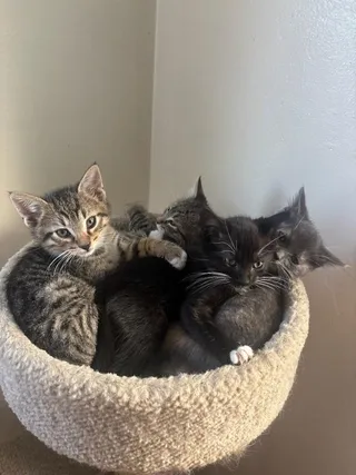 Orion (bonded with Atlas)