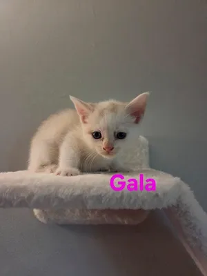Gala