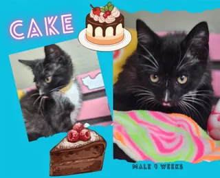 Cake
