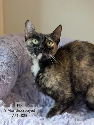 Pip