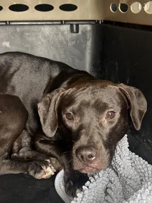 Velvet